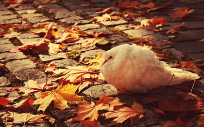 Pássaros de outono
