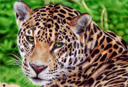 Samuel Silva - Jaguar